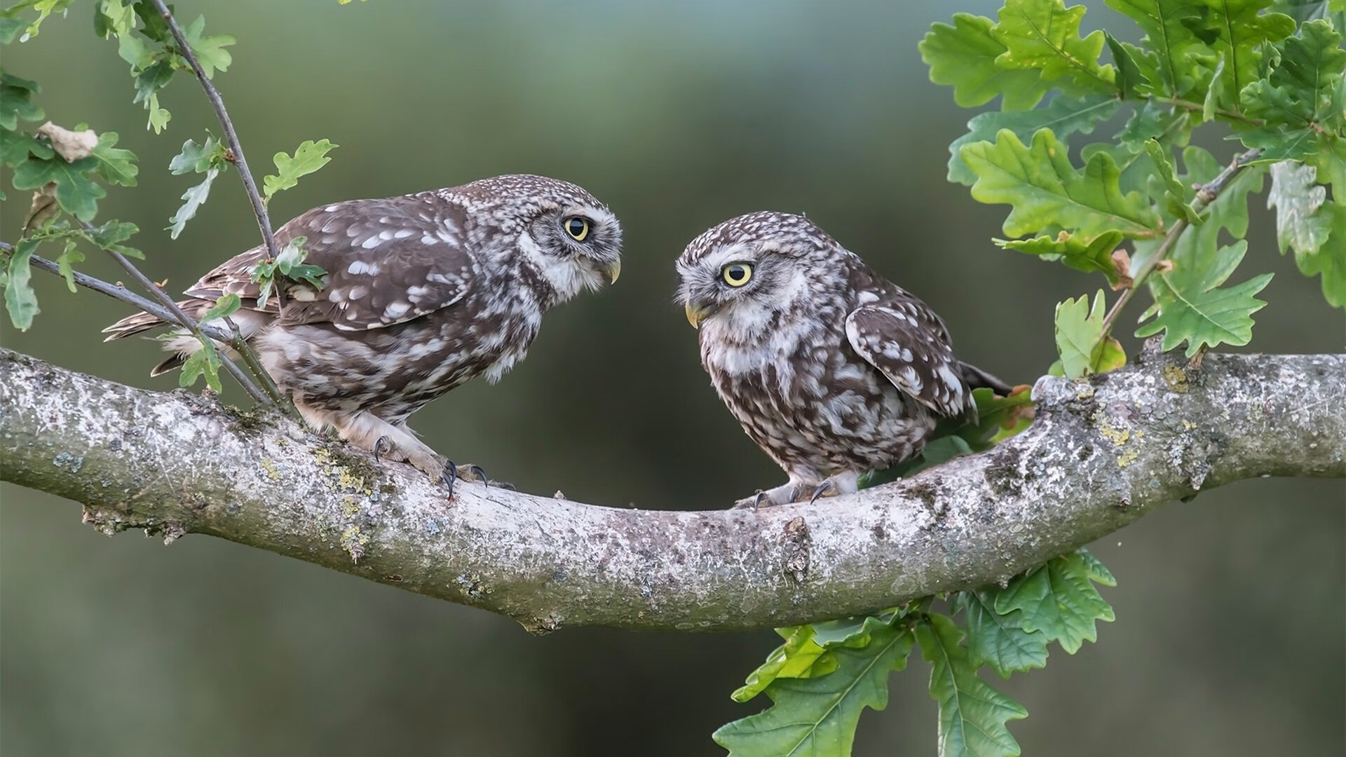 开云体育在线赛事直播-谷爱凌化身代言人走入时尚圈，谷爱凌化身代言人走入时尚圈是哪一集